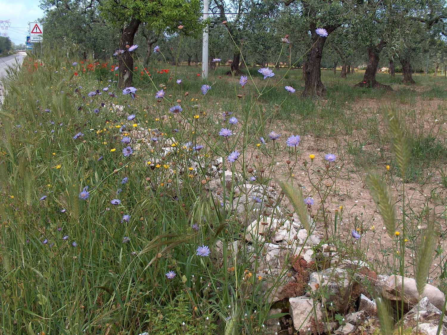 Campagna delle pre-Murge pugliesi, siepi con selvatico ed olivi