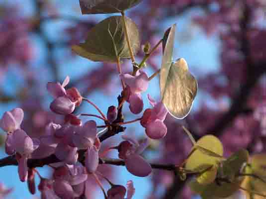 Cercis Siliquastrum (Albero di Giuda)