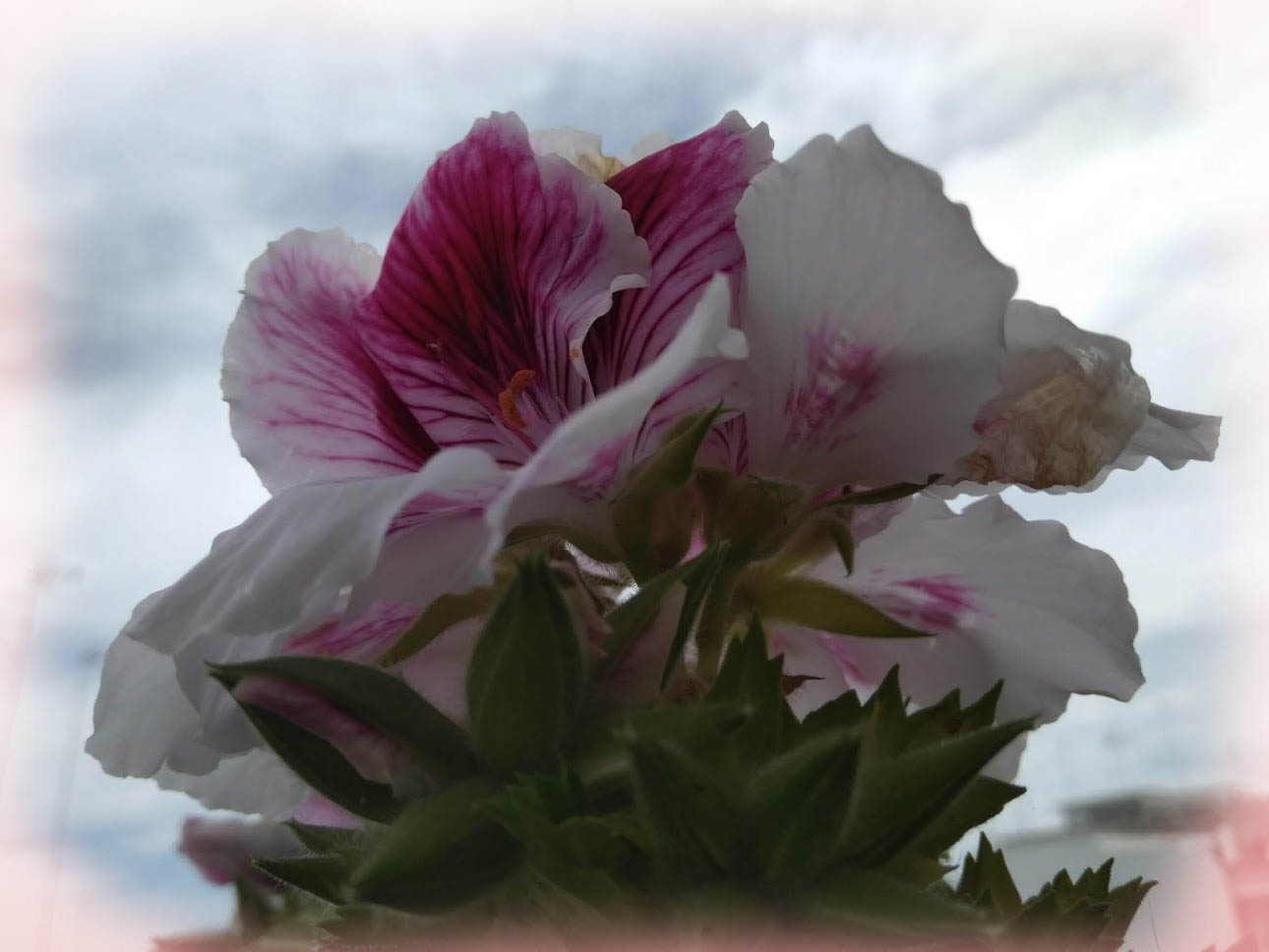 pelargonie sul balcone di casa