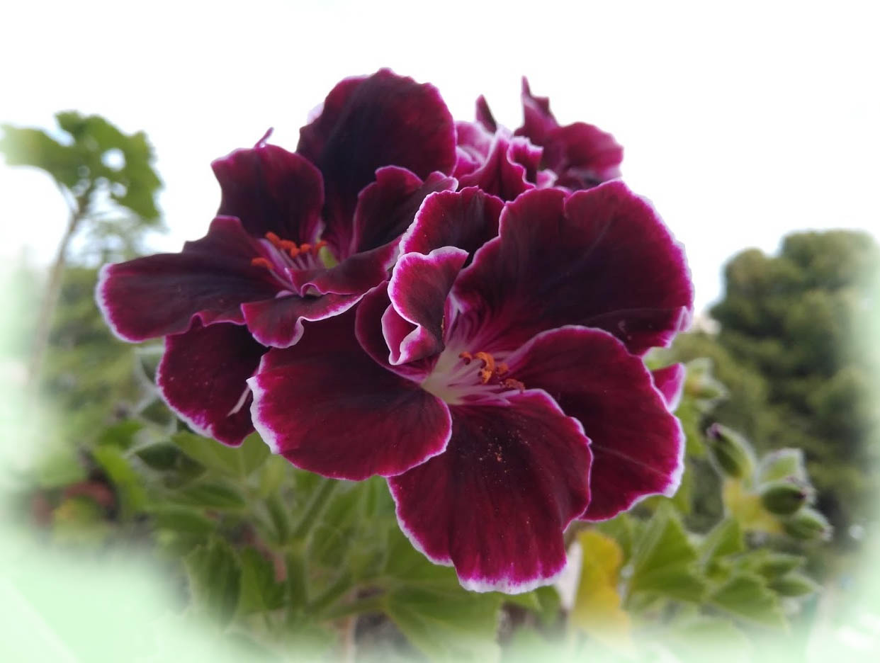 pelargonie sul balcone di casa