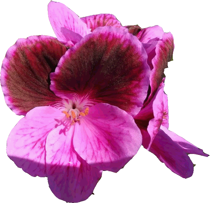 pelargonie sul balcone di casa