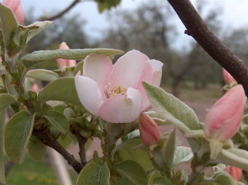 Pirus Cydonia (cotogno in fiore)