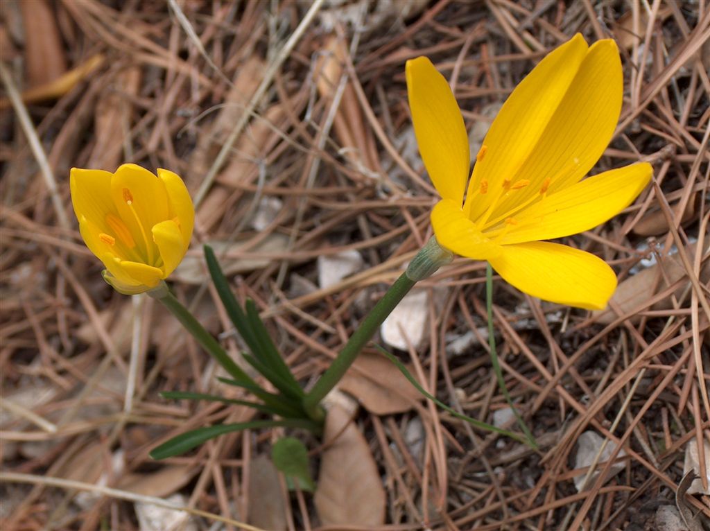 Sternbergia Lutea (croco)