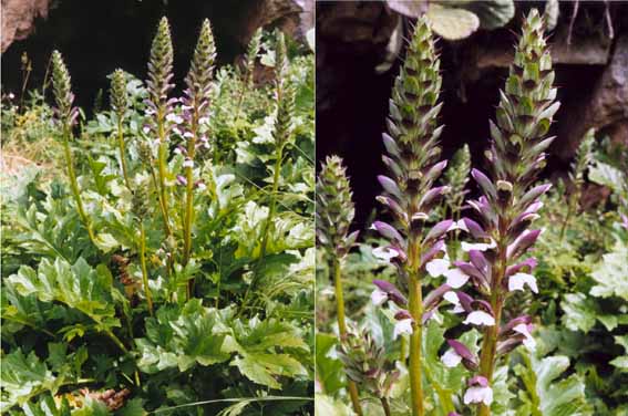 Acanthus mollis