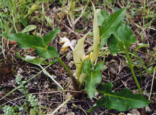 Arum italicum