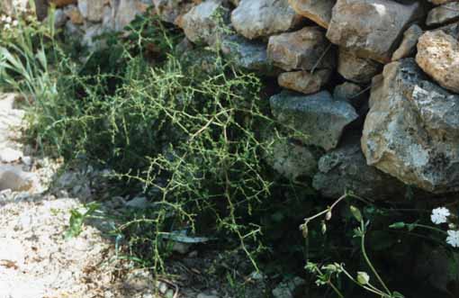 Asparagus acutifolius