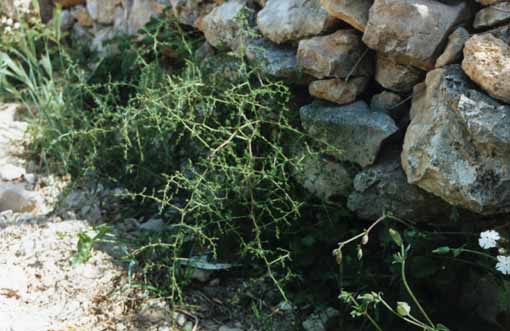 Asparagus acutifolius