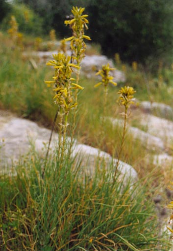 Asphodeline Lutea