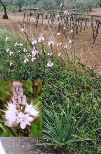 Asphodelus Ramosus Albus