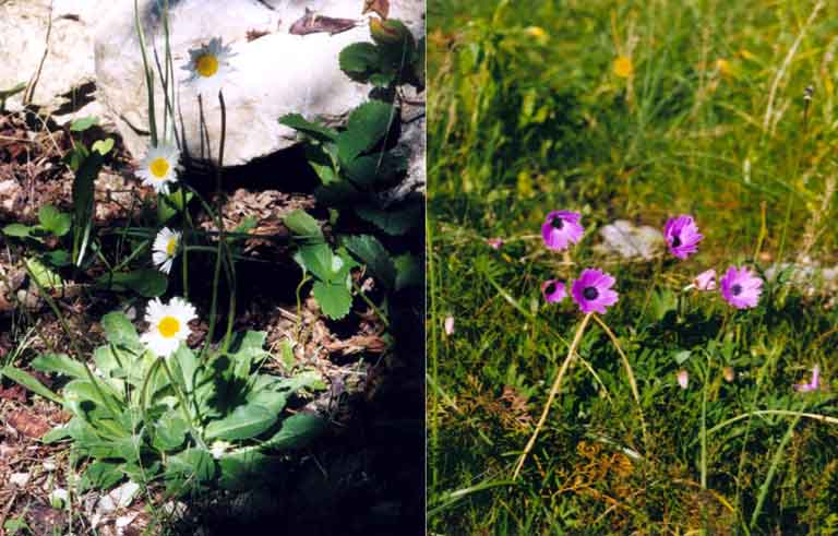 Bellis perennis