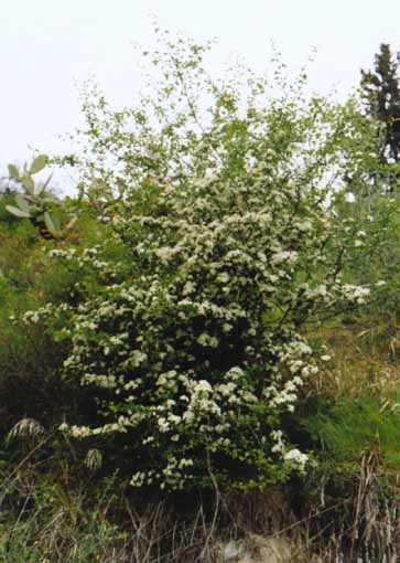 Osservare alcune piante della boscaglia arbustacea 