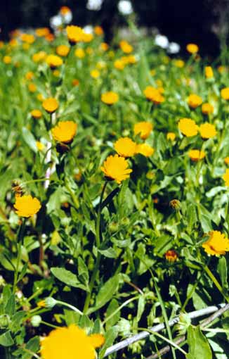 Calendula Arvensis