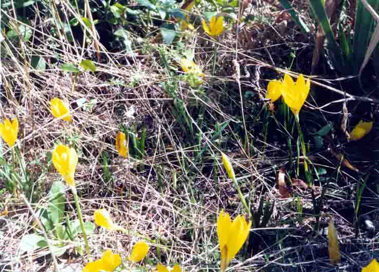 Crocus sativum