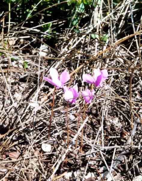 Cyclamen Hederifolium