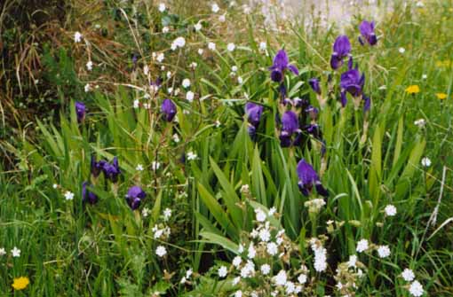 Iris Germanica