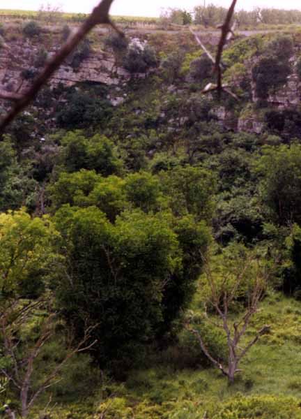 Osservare la flora arborea