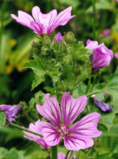 Malva sylvestris