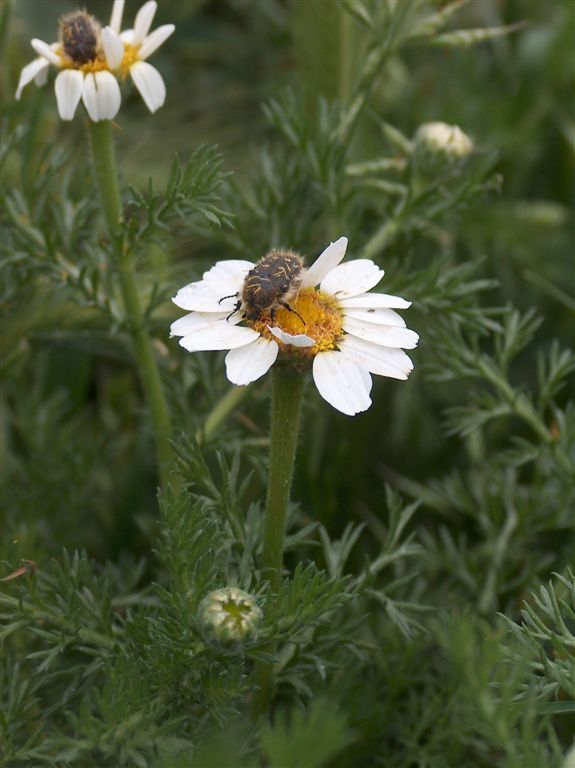 Tripleurospermum Inodorum