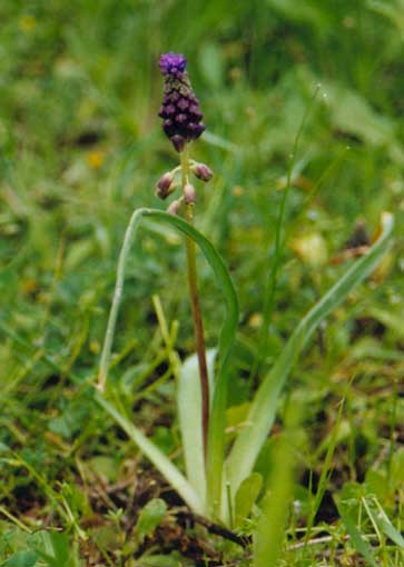 Muscari Comosum