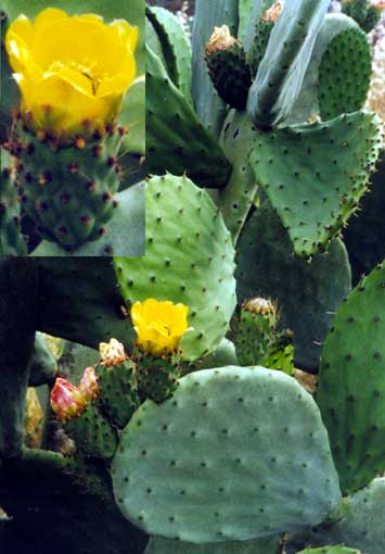 Opuntia ficus indica