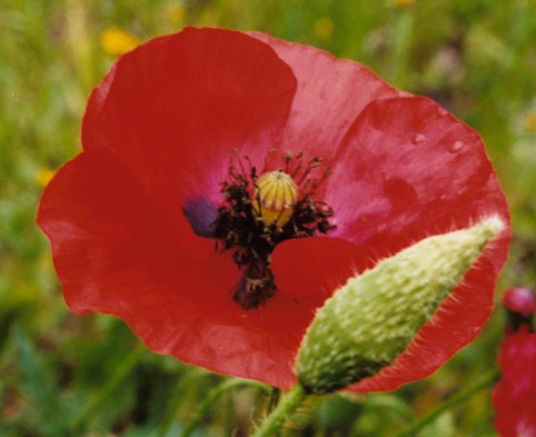 Papaver Rhoeas