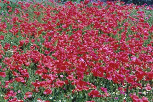 Ammirare i fiori di alcune piante erbacee perenni