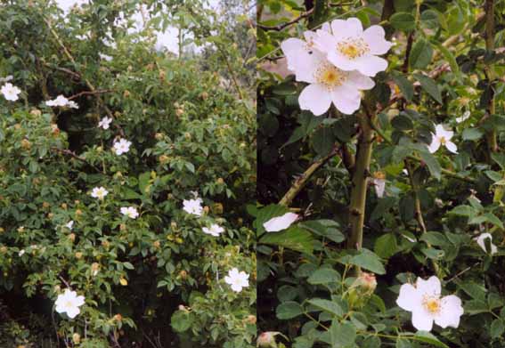 rosa sempervirens