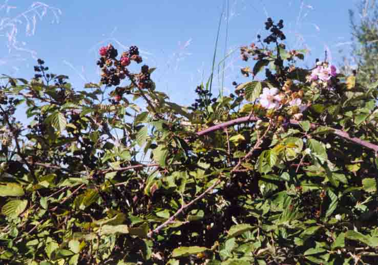 Rubus fruticosus